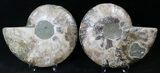 Cut/Polished Ammonite Pair - Agatized #21791-1